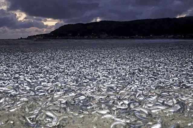 Sardines and mackerels are seen washed up on a beach in Hakodate, Hokkaido, northern Japan Thursday, December 7, 2023. Thousands of tons of dead sardines have washed up on a beach in northern Japan for unknown reasons, officials said Friday. (Photo by Kyodo News via AP Photo)