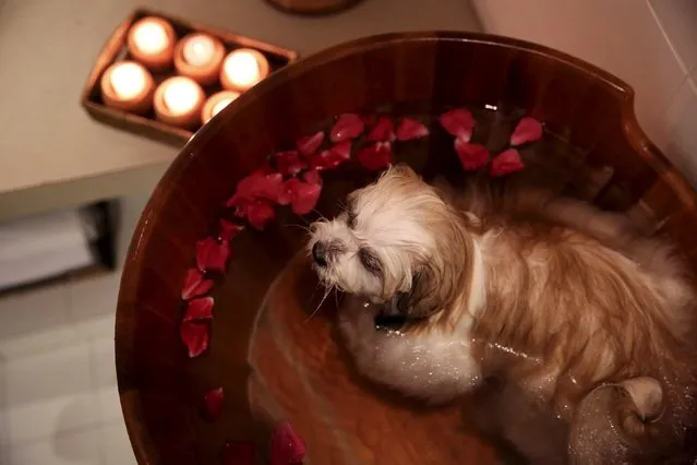 A Lhasa Apso sits in a bath with petals during a spa treatment for dogs at Gama Pet pet store at the Cidade Jardim mall in Sao Paulo, Brazil, February 24, 2016. (Photo by Nacho Doce/Reuters)
