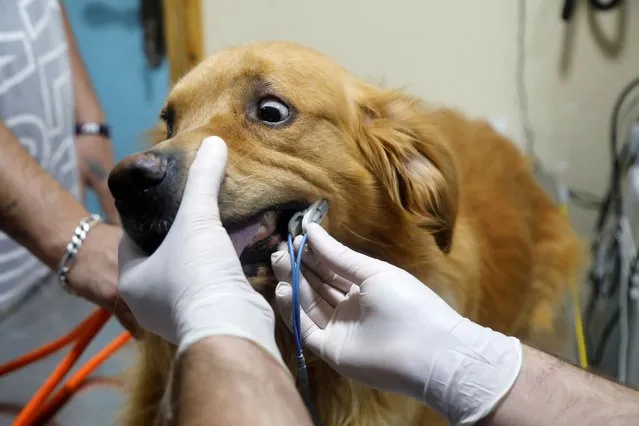 A dog is examined at Royal Care Vet Clinic that offers animals medical and grooming care, in Nablus, the Israeli-occupied West Bank, September 7, 2021. (Photo by Raneen Sawafta/Reuters)