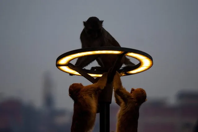 Monkeys climb on a lamp post at Pashupatinath in Kathmandu, Nepal, Friday, January 12, 2024. (Photo by Niranjan Shrestha/AP Photo)