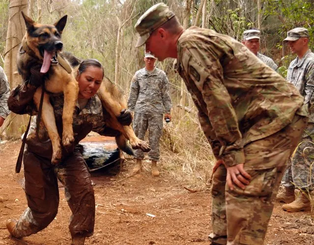 Military working dog handler Sgt. Veronica Pruhs pushes herself as she lifts and stands up with her K-9 partner Jerry, resting on her shoulders during an obstacle course event in the 2015 Hawaiian Islands Working Dog Skills Challenge hosted by the 728th Military Police Battalion, 8th Military Police Brigade, 8th Theater Sustainment Command, July 27-31. (Photo by U.S. Army)