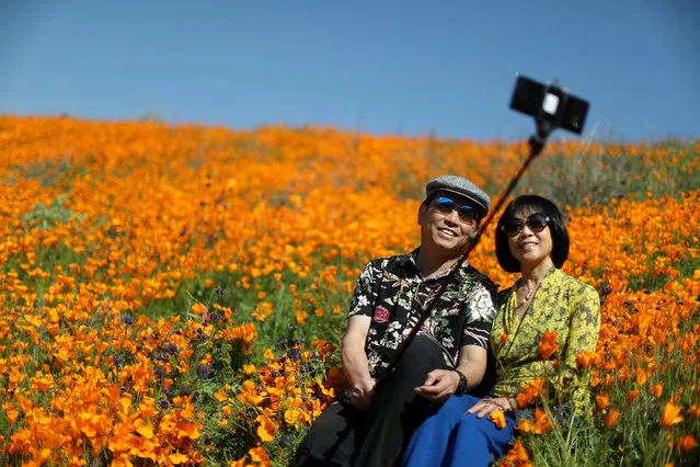 A couple takes a selfie photo in a super bloom of poppies in Lake Elsinore, California, U.S., February 27, 2019. (Photo by Lucy Nicholson/Reuters)