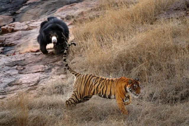Bear Vs Tiger
