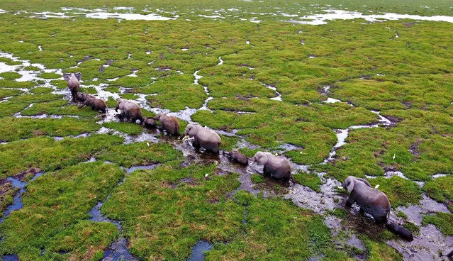 An aerial view of elephants living in Amboseli National Park, hosting large elephant herds, as the elephant births have increased in the last few months in Kajiado, Kenya on October 09, 2021. With the baby elephant population boom in Amboseli National Park, located in foothills of Mount Kilimanjaro, across the border in Tanzania, Kenyan authorities announced that up to now they have collected 149 thousand of the 900 thousand dollars they targeted for the protection of elephants by June 2022. This announcement was made during the opening of the Magic Kenya Tembo Naming Festival held in Amboseli National Park on Saturday. (Photo by Andrew Wasike/Anadolu Agency via Getty Images)