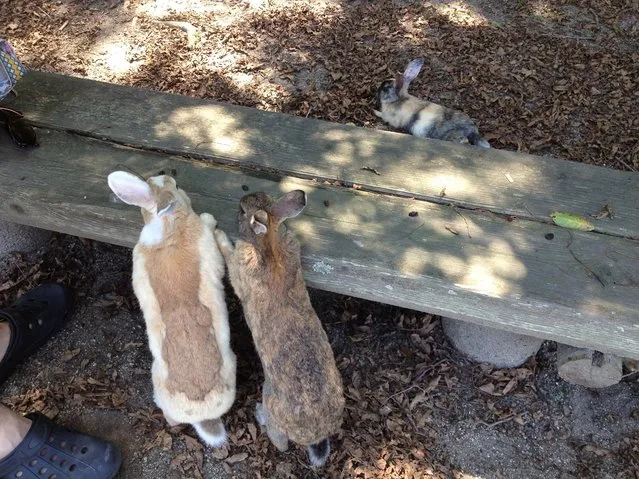 Rabbit Island in Japan