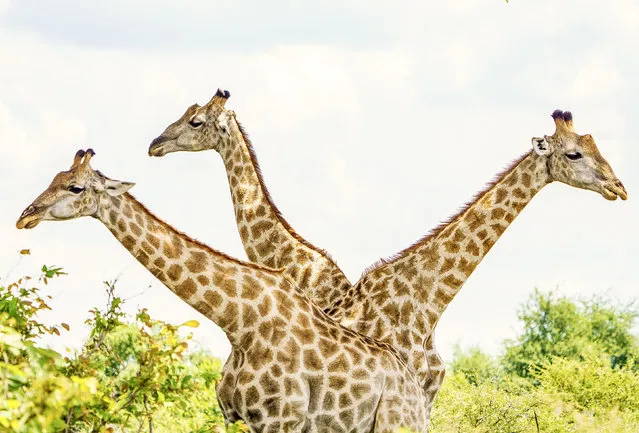 Three giraffes from the same family unit keep watch while foraging in Victoria Falls National Park in Zimbabwe in the last decade of February 2024. (Photo by Paul Watkins/Solent News)