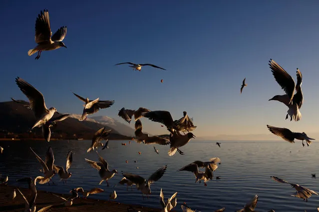 Gulls fight for peanuts at the shores of Ohrid lake in Ohrid, Macedonia, February 15, 2017. (Photo by Ognen Teofilovski/Reuters)