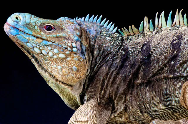 Blue rock iguana (Cyclura lewisi). (Photo by Matthijs Kuijpers/The Guardian)