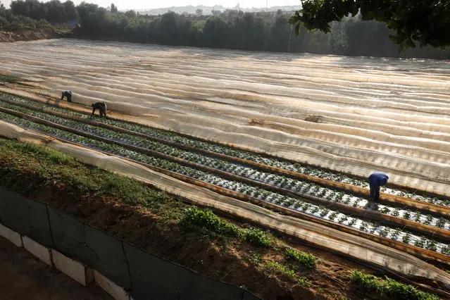 Palestinian farmers prepare a strawberry field ahead of winter in Beit Lahia in the northern Gaza Strip on November 16, 2021. According to the Ministry of Agriculture in Gaza, about 1,700 dunums of the strawberry crop are planted in these fields, which produce about 5,100 tons of fruit, and Palestinian farmers are appealing to allow strawberry exports to European countries, which helps the sluggish economy in the pocket. (Photo by Mohammed Abed/AFP Photo)