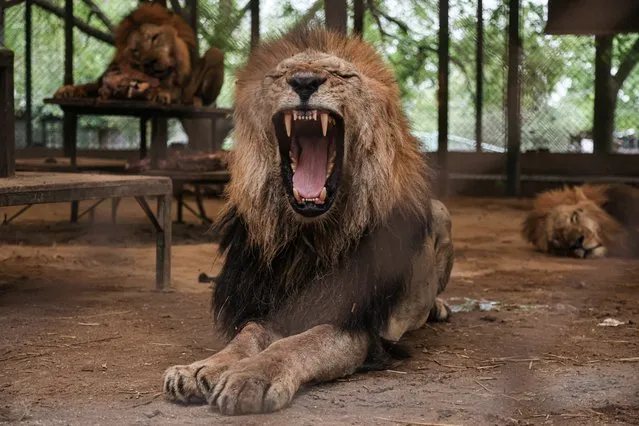A view of a lion at Lujan Zoo, which hosts animals rescued from circuses, animal trafficking and private collections in Buenos Aires, Argentina on March 16, 2024. The place had more than 400 animals between native and exotic species, in the same zoo where several animals were raised that were exhibited to the people and the main attraction was that people could enter and pet the big cats inside the cages, which was unique in the country. Losing its main source of money due to severe effects of pandemic, the zoo is abandoned to their fate which led to its closure. The owner of the zoo and an Ad-honorem employee are in charge of maintaining the animals however because of the expenses, the owner get rid of his collection of vehicles, including a classic car that belonged to the Argentine tango icon Carlos Gardel. (Photo by Luciano Gonzalez/Anadolu via Getty Images)