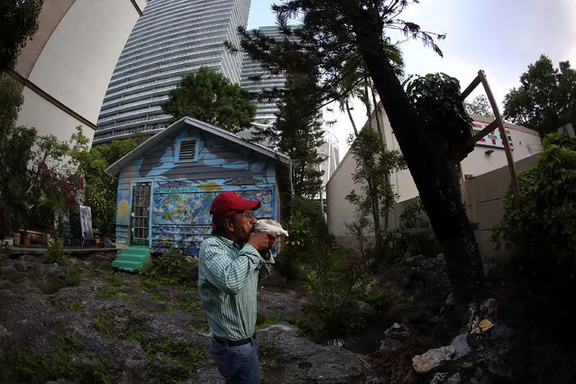 Ishmael Bermudez blows into a conch shell he found in the backyard of his home that is mostly surrounded by high rise buildings and ongoing construction projects on May 13, 2015 in Miami, Florida. Bermudez has been excavating the backyard of his home for the last few decades and believes it is a mystical place, has a natural spring and where he says he has found evidence of the earliest inhabitants of the area. (Photo by Joe Raedle/Getty Images)