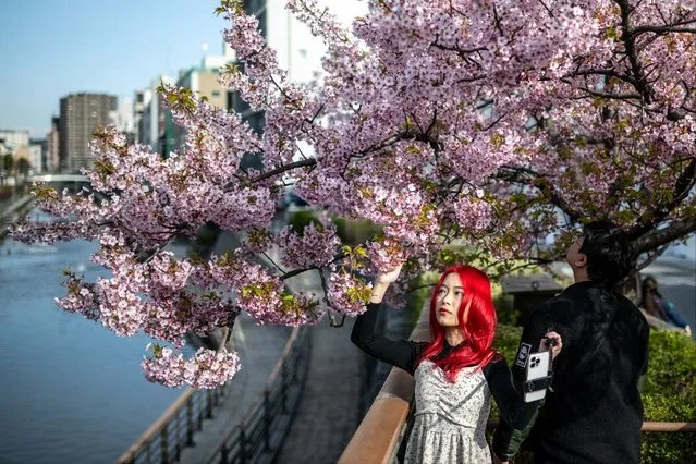 A woman takes pictures with the Kawazu cherry blossom trees, one of the earliest blooming cherry blossoms in Japan, in Tokyo's Sumida district on March 11, 2024. (Photo by Philip Fong/AFP Photo)
