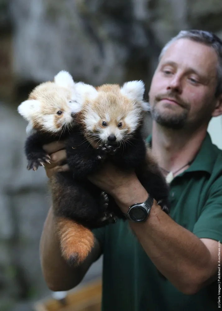 Tierpark Zoo Presents Twin Baby Red Pandas