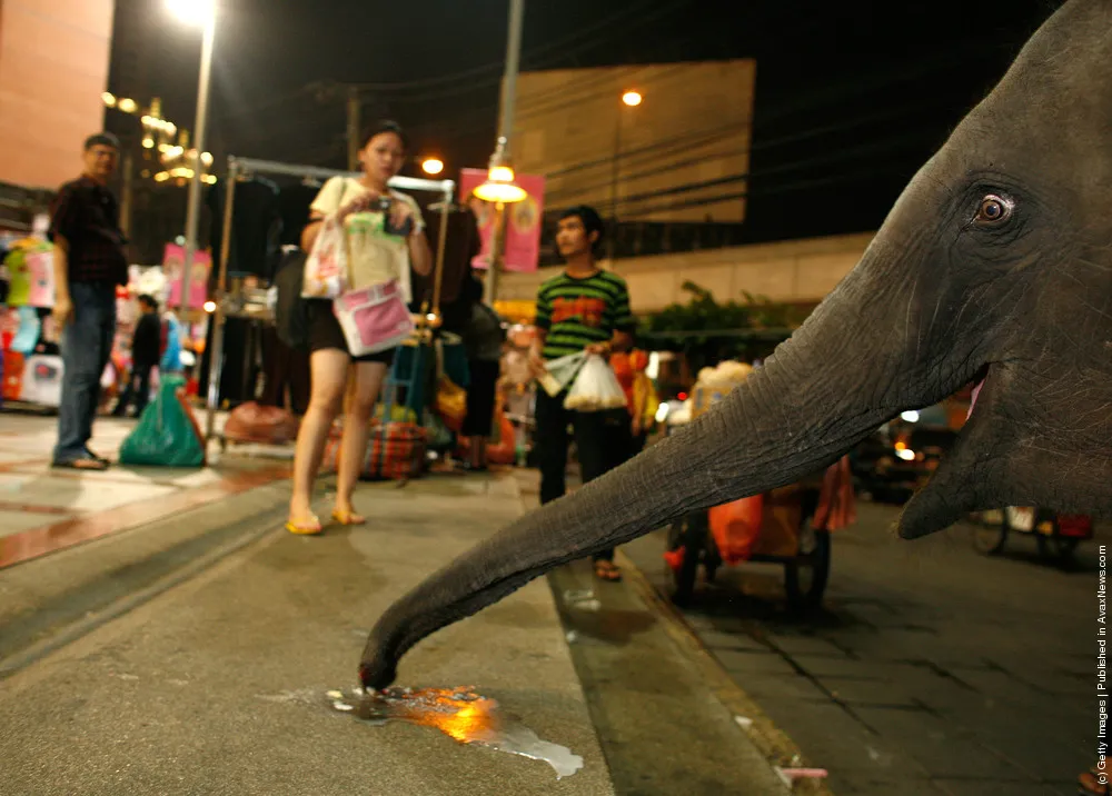 Urban Elephants Roam The Streets of Bangkok