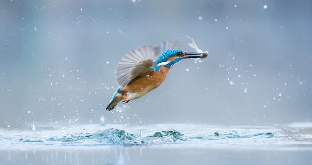 Ten finalists capture the theme of “through young eyes” in this young photographers’ competition that aims to engage youth around the world in wildlife conservation. Here: Kingfisher by Gàbor Li, 17, from Hungary. (Photo by Gabor Li/WWD2017)