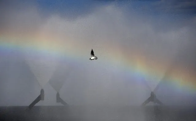 A bird flies over fountains of a heating plant among a rainbow near the town of Rudensk, 50 kilometers (31 miles) southeast of Minsk, Belarus, Wednesday, June 1, 2016. (Photo by Sergei Grits/AP Photo)