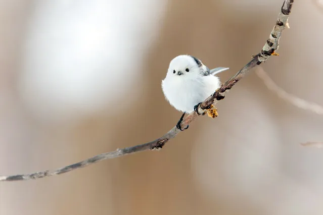 A long-tailed tit is seen in a park in Sapparo, northern Japan, 17 January 2022. Also called “snow fairy”, the 14cm-long bird is popular on social networking service and became a favorite for photo enthusiasts. (Photo by JIJI Press/EPA/EFE)