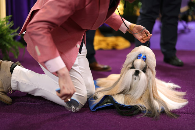 Comet, winner of the Toy Group prepares backstage during the 148th Annual Westminster Kennel Club Dog Show - Best In Show at Arthur Ashe Stadium on May 14, 2024 in Queens, New York. (Photo by Michael Loccisano/Getty Images for Westminster Kennel Club )