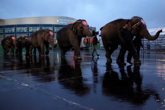 Elephants are led back to their tent following a performance at Ringling Bros and Barnum & Bailey Circus' “Circus Extreme” show at the Mohegan Sun Arena at Casey Plaza in Wilkes-Barre, Pennsylvania, U.S., April 29, 2016. (Photo by Andrew Kelly/Reuters)