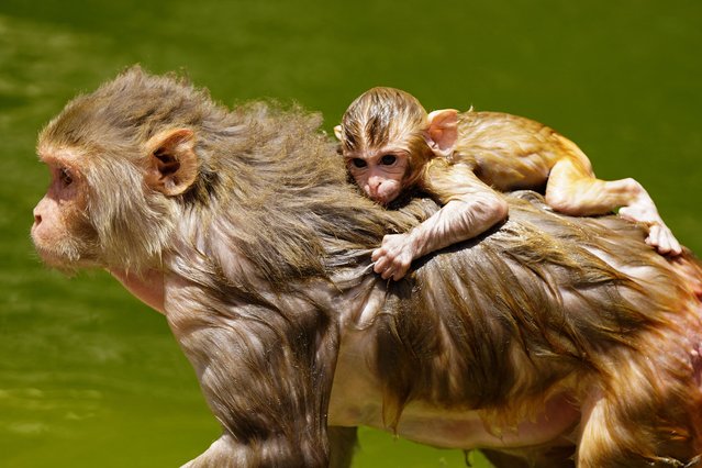 Macaques cool off in a pond to beat the scorching heat at Galta ji Temple in Jaipur, India on 30 May 2024. (Photo by ABACA Press/Rex Features/Shutterstock)
