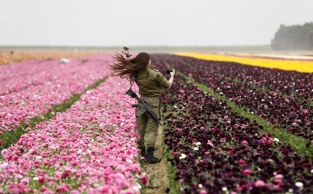 An Israeli soldier looks through her cell phone as she enjoys the Ranunculus flowers in a field in the southern Israeli Kibbutz of Nir Yitzhak, located along the Israeli- Gaza Strip border, during the Jewish holiday of Pesach (Passover) on April 12, 2017. (Photo by Menahem Kahana/AFP Photo)