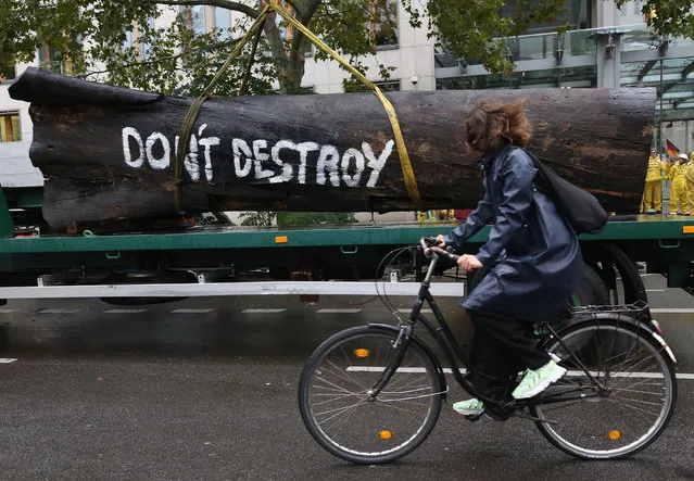 A cyclist passes what Greenpeace activists claim is the trunk of a tree from the Brazilian rainforest as they demonstrate nearby against Brazilian President Jair Bolsonaro outside the Haus der Deutschen Wirtschaft, or German Business House, offices in Berlin, Germany, 30 September 2019. The activists claim to be against financial cooperation between the German and Brazilian governments, as they claim the latter is the cause of ongoing fires in the Amazon rainforest. (Photo by Adam Berry/EPA/EFE)