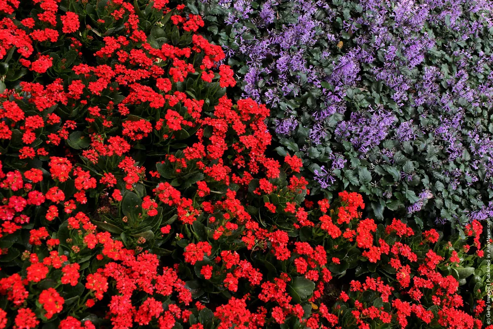 Singapore Sentosa Flower Show In Full Bloom