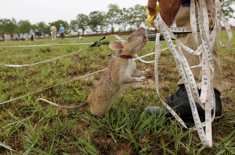 Mine Clearing Rats