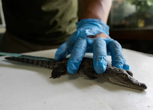A 45-day-old American crocodile hatchling is measured during its periodic control at the Huachipa Zoo, Peru, on March 10, 2022. The zoo announced the birth in captivity of four American crocodiles, an endangered species, after a successful period of 78 days of artificial incubation from the eggs of a pair of adult crocodiles that live in the park. In Peru the species is known as “Tumbes” since their natural habitat are the mangroves of Tumbes, on the border with Ecuador. (Photo by Cris Bouroncle/AFP Photo)