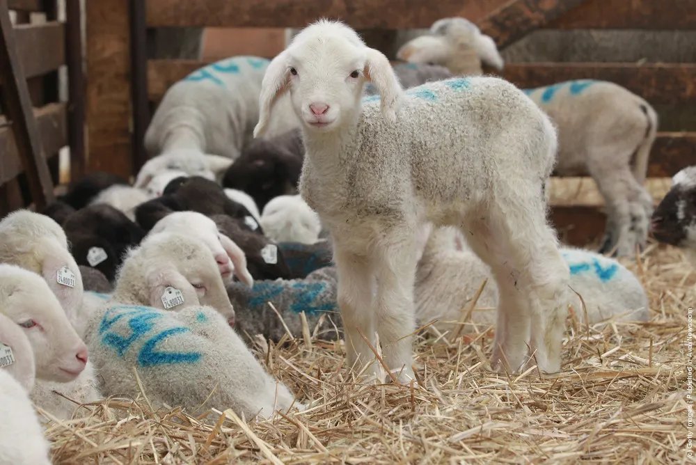 Lambing Season Underway In Brandenburg