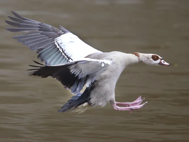 An Egyptian goose prepares for landing in the Main river in Frankfurt, Germany, Wednesday, May 3, 2017. (Photo by Michael Probst/AP Photo)