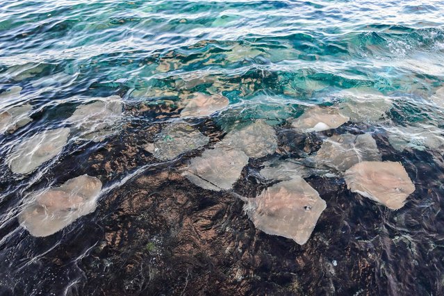 Manta rays are pictured along the shore in Malé, capital of the Maldives on November 16, 2023. (Photo by Ishara S. Kodikara/AFP Photo)