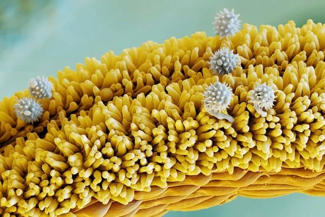 Pollen grains (grey) on the stigma (yellow) of an Arnica flower. (Photo by Oliver Meckes/Barcroft Media)