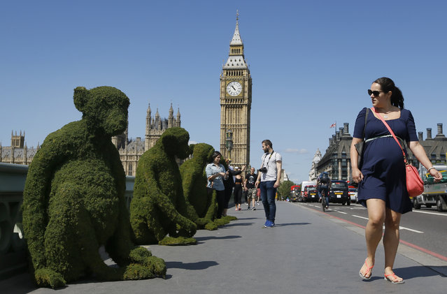 A passer by looks towards six-foot model of a monkey sitting on Westminster Bridge, to mark the launch of The Body Shop's new Bio-Bridges programme, in London, Tuesday, May 24, 2016, with Big Ben's clock tower in background. The project aims to regenerate 75 million square metres of forest to protect it from exploitation, poaching and sustainable harvesting. (Photo by Kirsty Wigglesworth/AP Photo)