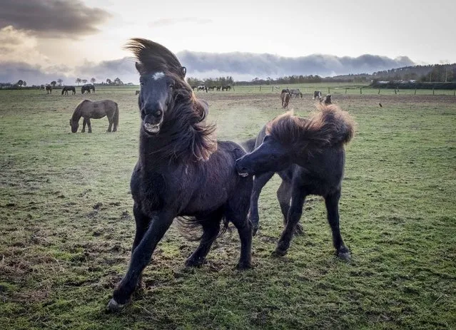 Iceland horses play in their paddock of a stud in Wehrheim near Frankfurt, Germany, Tuesday, November 5, 2019. (Photo by Michael Probst/AP Photo)