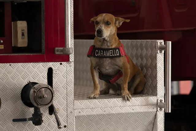 Rescue dog Caramello sits for a photo on a fire truck at the Catete Fire Brigade in Rio de Janeiro, Brazil, Tuesday, April 12, 2022. (Photo by Silvia Izquierdo/AP Photo)