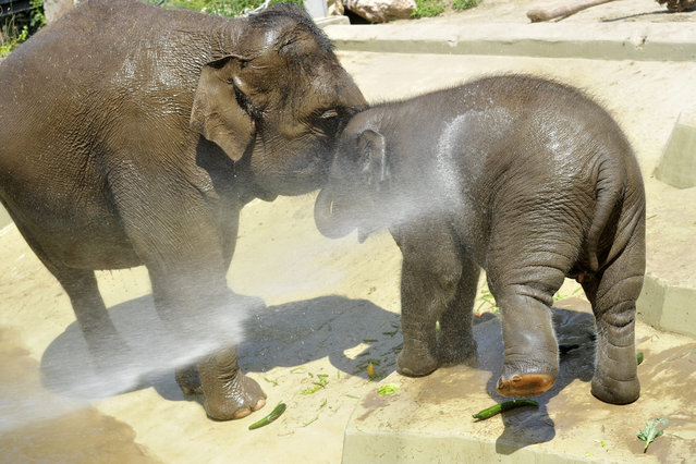Sixteen-month old Indian elephant Asha and its mother Angele are sprinkled with water to cool them in their enclosure in the Budapest Zoo as the temperature reaches 33 degrees Celsius (91 Fahrenheit) in Budapest, Hungary, Wednesday, June 11, 2014. (Photo by Attila Kovacs/AP Photo/MTI)