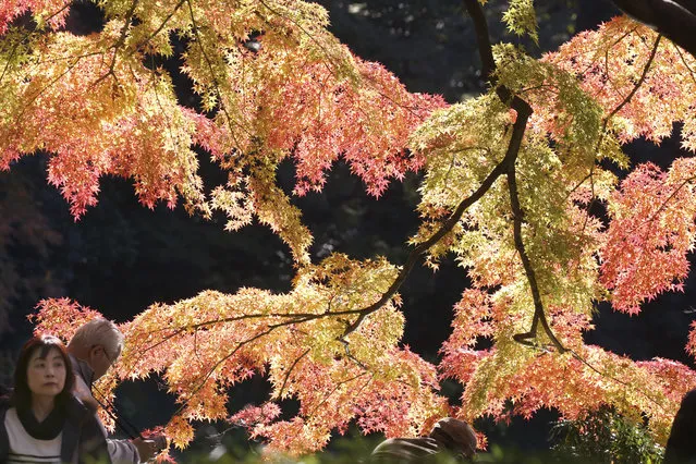 People visit the Koishikawa Korakuen Gardens in Tokyo to enjoy the autumn colors Tuesday, December 3, 2019. (Photo by Koji Sasahara/AP Photo)