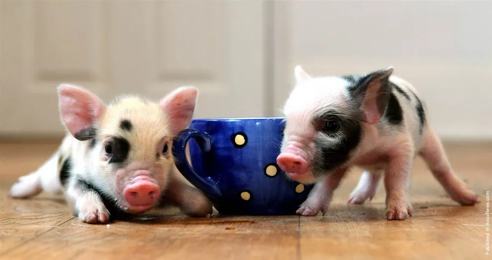 Micro Pigs