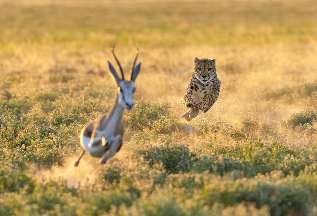 A cheetah hunting in Namibia’s Etosha national park closes in on its prey early September 2024. (Photo by Jan Hrbacek/Caters News Agency)