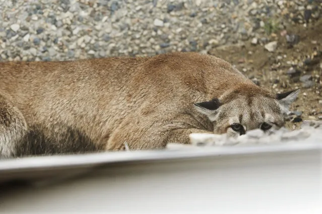 A cougar hides behind a UTA train track as Utah Division of Wildlife Resources try to tranquilize it after it strayed near Jordan Commons in Sandy, Utah  Friday, June 27, 2014. Utah authorities have captured the mountain lion that startled shoppers but didn't hurt anybody Friday morning at a shopping center in a Salt Lake City suburb. (Photo by Jeffrey D. Allred/AP Photo/The Deseret News)