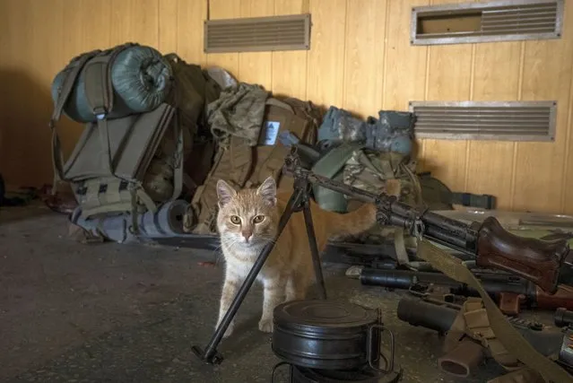 A cat roams near a gun of a Ukrainian serviceman in a recently retaken village on the outskirts of Kharkiv, east Ukraine, Saturday, May 14, 2022. (Photo by Mstyslav Chernov/AP Photo)