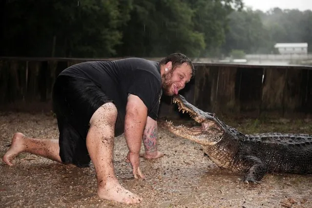 T-Mike Kliebert tackles an alligator in Hammond, Louisiana. (Photo by Barcroft Media)