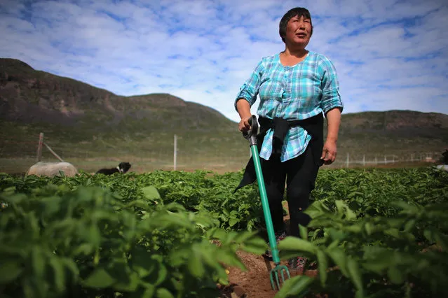 Arnaq Egede works among the plants in her family's potato farm on July 31, 2013 in Qaqortoq, Greenland. The farm, the largest in Greenland, has seen an extended crop growing season due to climate change. (Photo by Joe Raedle/Getty Images)