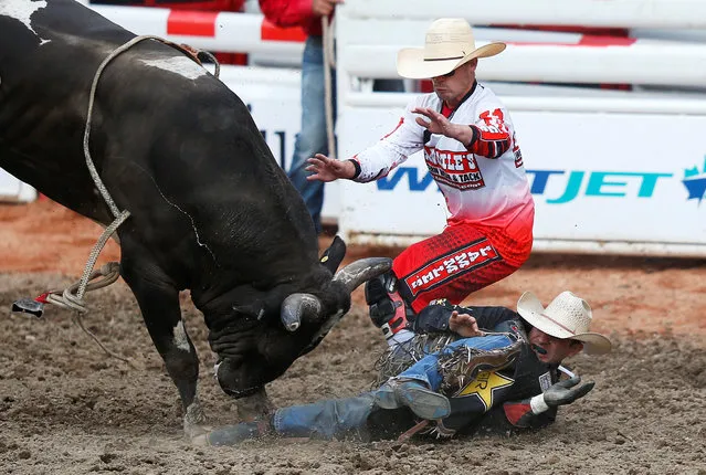 Joao Richardo Vieira of Sao Paulo, Brazil hits the ground in front of the bull Tricky Deal in the bullring event during the Calgary Stampede rodeo in Calgary, Alberta, Canada July 10, 2016. (Photo by Todd Korol/Reuters)
