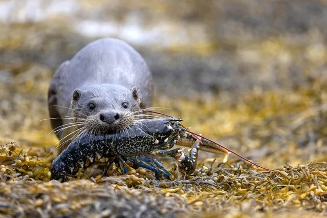 This Eurasian otter bit off more than it could chew when it caught a blue lobster on the Isle of Mull, Scotland in July 2022. (Photo by Pete Walkden/Caters News Agency)