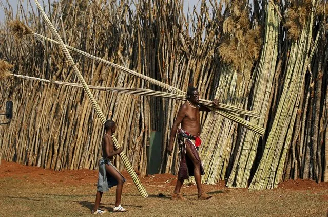 A man and a boy walk past kraal reeds at Ludzidzini royal palace during the annual Reed Dance in Swaziland, August 30, 2015. During the eight day ceremony, virgin girls cut reeds and present them to the queen mother. The Reed Dance also allows Swaziland's King Mswati III to choose a wife if he wishes. Mswati currently has 15 wives. (Photo by Siphiwe Sibeko/Reuters)