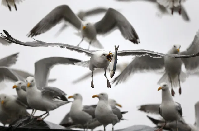 A gull flips a herring in order to swallow it whole while flying away with a meal robbed from a delivery truck, Wednesday, July 8, 2015, in Rockland, Maine. (Photo by Robert F. Bukaty/AP Photo)