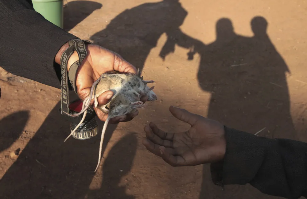 Young Zimbabwean Mice Hunters