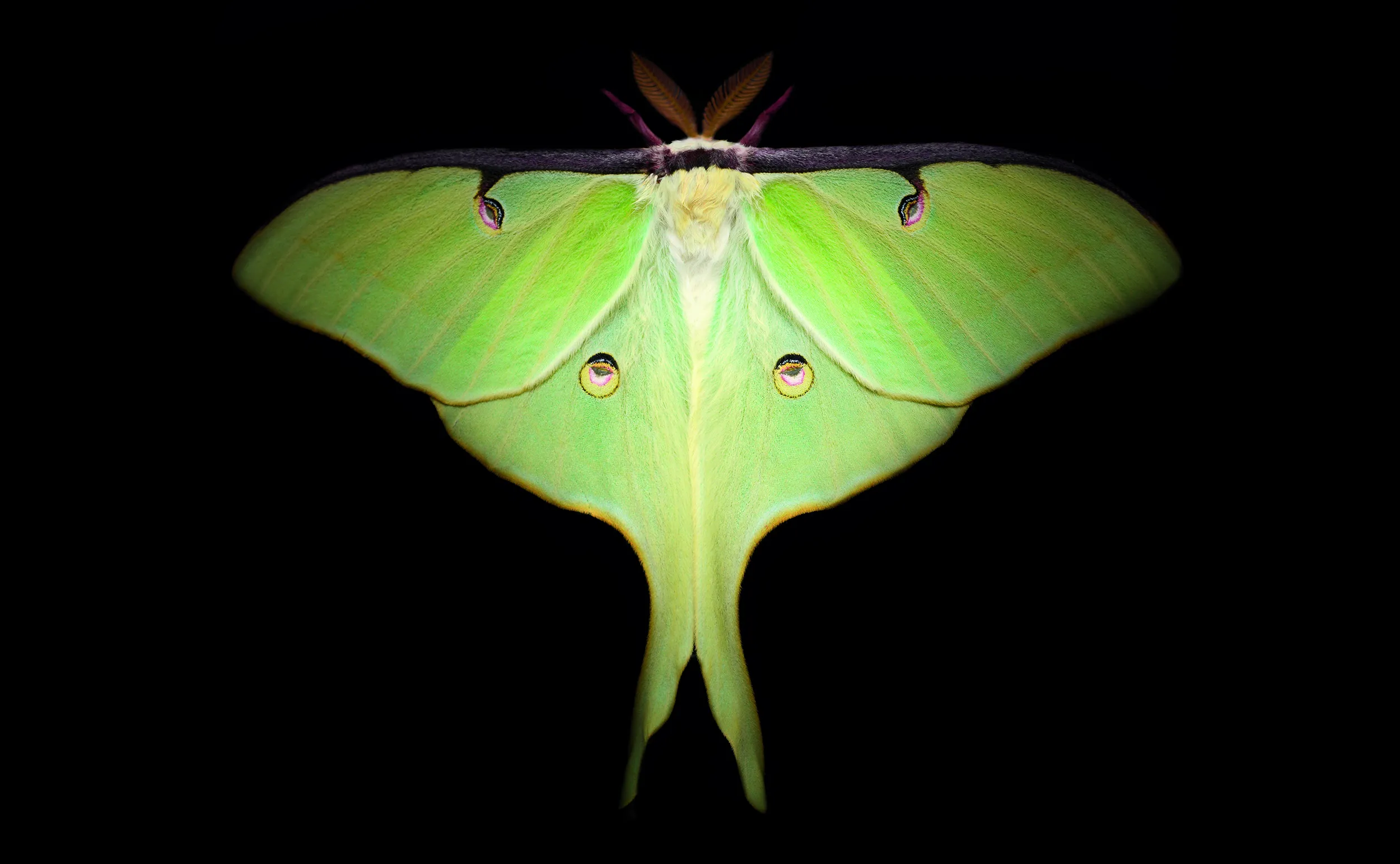 Next picture →. The luna moth is one of the largest moths in North America